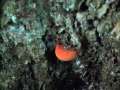 Fistulina hepatica - Leber Reischling;Ochsenzunge - Weferlingen