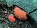 Fistulina hepatica - Leber Reischling;Ochsenzunge - Weferlingen
