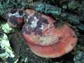 Fistulina hepatica - Leber Reischling;Ochsenzunge - Weferlingen