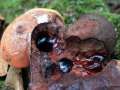 Fistulina hepatica - Leber Reischling;Ochsenzunge - Weferlingen
