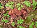 Fistulina&nbsp;hepatica&nbsp;-&nbsp;Leber Reischling;Ochsenzunge&nbsp;-&nbsp;Weferlingen