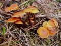 Flammulina velutipes - Samtfurbling - Walbeck