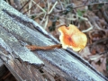 Flammulina velutipes - Gemeiner Samtfurbling - Weferlingen