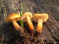 Flammulina velutipes - Gemeiner Samtfurbling - Weferlingen
