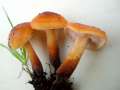 Flammulina velutipes - Gemeiner Samtfurbling - Weferlingen