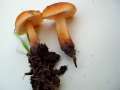 Flammulina velutipes - Gemeiner Samtfurbling - Weferlingen