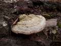 Fomes&nbsp;fomentarius&nbsp;-&nbsp;Zunderschwamm&nbsp;-&nbsp;H�dingen