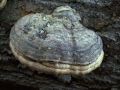Fomes&nbsp;fomentarius&nbsp;-&nbsp;Zunderschwamm&nbsp;-&nbsp;Weferlingen-Walbeck