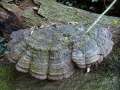 Fomes&nbsp;fomentarius&nbsp;-&nbsp;Gemeiner Zunderschwamm&nbsp;-&nbsp;Weferlingen