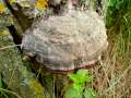 Fomitopsis pinicola - Rotrandiger Baumschwamm - Eschenrode