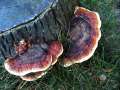 Fomitopsis&nbsp;pinicola&nbsp;-&nbsp;Rotrandiger Baumschwamm;Fichten Porling&nbsp;-&nbsp;Schwanefeld