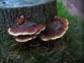 Fomitopsis&nbsp;pinicola&nbsp;-&nbsp;Rotrandiger Baumschwamm;Fichten Porling&nbsp;-&nbsp;Schwanefeld