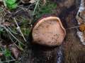 Fomitopsis pinicola - Fichtenporling;Rotrandiger Baumschwamm - Walbeck