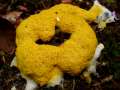 Fuligo&nbsp;septica&nbsp;-&nbsp;Gelbe Lohbl�te&nbsp;-&nbsp;H�rsingen