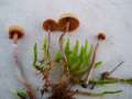 Galerina pseudomycenopsis - Breitsporiger Feuchtstellen-Moos-Häubling - Hödingen