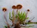 Breitsporiger Feuchtstellen-Moos-Hubling