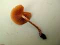 Galerina marginata - Nadelholz-Hubling;Gift-Hubling - Weferlingen