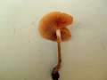 Galerina marginata - Nadelholz-Hubling;Gift-Hubling - Weferlingen