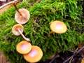 Galerina marginata - Gift-Hubling - Weferlingen
