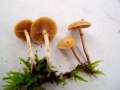 Galerina marginata - Gift-Hubling - Weferlingen