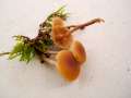 Galerina marginata - Gift-Hubling - Weferlingen