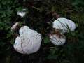 Ganoderma applanatum - Flacher Lackporling - Hödingen