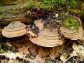 Ganoderma applanatum - Flacher Lackporling - Hdingen