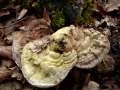 Ganoderma applanatum - Flacher Lackporling - Hdingen