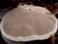 Ganoderma applanatum - Flacher Lackporling - Hdingen