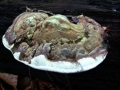 Ganoderma applanatum - Flacher Lackporling - Seggerde