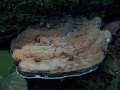 Ganoderma applanatum - Flacher Lackporling - Seggerde