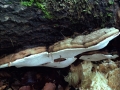 Ganoderma applanatum - Flacher Lackporling - Weferlingen