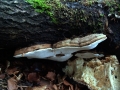 Ganoderma applanatum - Flacher Lackporling - Weferlingen