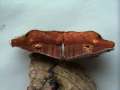 Ganoderma applanatum - Flacher Lackporling - Weferlingen