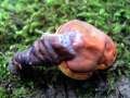 Ganoderma lucidum - Glnzender Lackporling - Weferlingen
