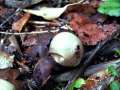 Geastrum triplex - Halskrausen Erdstern - Harbke