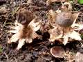 Geastrum coronatum - Dunkler Erdstern - Schwlper-Walle