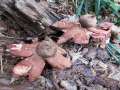 Geastrum rufescens - Rotbrauner Erdstern - Seggerde