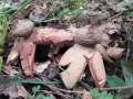 Geastrum rufescens - Rotbrauner Erdstern - Seggerde