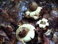 Geastrum fimbriatum - Gewimperter Erdstern - Weferlingen
