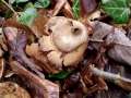 Geastrum triplex - Halskrausen - Erdstern - Weferlingen