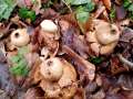 Geastrum triplex - Halskrausen - Erdstern - Weferlingen