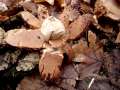 Geastrum triplex - Halskrausen - Erdstern - Weferlingen