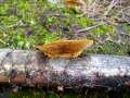 Gloeophyllum&nbsp;sepiarium&nbsp;-&nbsp;Zaunbl�ttling&nbsp;-&nbsp;Arendsee