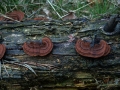 Gloeophyllum sepiarium - Zaunblttling - Weferlingen-Walbeck