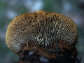Gloeophyllum sepiarium - Zaunblttling - Weferlingen-Walbeck