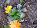 Golovinomyces orontii - Gewhnlicher Gurkenmehltau - Hdingen