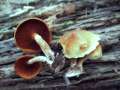 Gymnopilus penetrans - Geflecktblttriger Flmmling - Hdingen