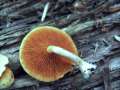 Gymnopilus penetrans - Geflecktblttriger Flmmling - Hdingen