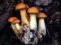 Gymnopilus&nbsp;junonius&nbsp;-&nbsp;Beringter Fl�mmling&nbsp;-&nbsp;H�dingen